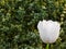 White fringed tulip on the green leaves background