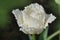 White fringed tulip Honeymoon