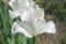 White fringed tulip Visionair. Tulip with fringe