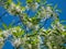 The White fringetree Chionanthus virginicus with richly-scented, pure white flowers in the garden with bright blue sky in the