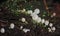 White Frog Eggs spawn on rain forest floor