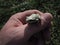 White frog on hand