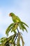 White-fronted amazon, Amazona albifrons, Costa Rica