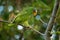 White-fronted Amazon or White-fronted Parrot - Amazona albifrons or Spectacled Amazon Parrot, is a Central American species of