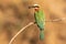 White-fronted bee-eater with a bee catch in its beak