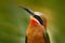 White-fronted bee-eater, Merops bullockoides, forest in Tanzania, Africa.  Detail head portrait of exotic orange and red African