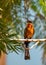 White-fronted Bee-eater (Merops bullockoides) - Graceful Insect Hunter