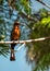 White-fronted Bee-eater (Merops bullockoides) - Graceful Insect Hunter