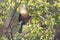 White fronted bee eater sitting on branch to hunt for insects