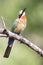 White fronted bee eater sitting on branch to hunt for insects
