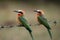 White-fronted Bee-eaters