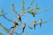 White-fronted bee-eaters on a tree - national park selous game reserve in east africa