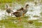 White Fronted Geese