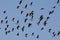 White fronted goose, Anser albifrons