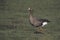 White-fronted goose, Anser albifrons