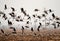 White-fronted goose and bean goose on stop-overs