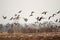 White-fronted goose and bean goose on stop-overs