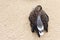 White-fronted goose (brown duck) relax and sleeping on the sand