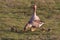 White-fronted goose couple with youngsters