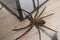 White-fronted high-footed spiders that benefit humans