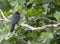 White-fronted Nunbird, Monasa morphoeus