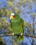 White-Fronted Parrot, amazona albifrons, Adult standing on Branch