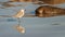 White fronted plover