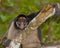 White-fronted Spider Monkey