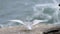 A White-fronted tern chick, New Zealand bird is flying on the rock.