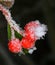 White frost on barberry fruit