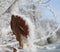 White frost coating a single leaf.