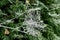 White frost covered spider web cobweb on a green bush