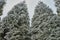 White frost on Thuja trees