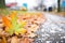 white frost on vibrant autumn leaves on trail