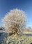 White frosted tree in wwinter