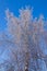 White frozen tree and blue sky