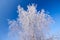 White frozen tree and blue sky