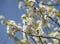 White fruit-tree blossom in close-up, with budding delicate green leaves, on bare dark branches that have not yet come true, on a