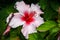 White and fuchsia hibiscus