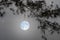 White full moon and pine branches with leaves in winter night