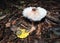 White fungal fruiting bodies on mushroom, Lithuania