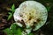 White Fungi Growing on the Forest Floor