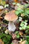 White fungus Boletus edulis Bull. Close-up