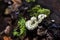 White fungus with green moss on tree trunk