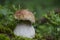 White fungus grows in the spruce forest on a moss letter