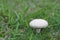 White fungus on the lawn