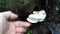 The white funnel fan-shaped woodcap fungi