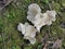 The white funnel fan-shaped woodcap mushrooms