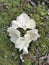 The white funnel fan-shaped woodcap mushrooms