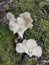 The white funnel fan-shaped woodcap mushrooms